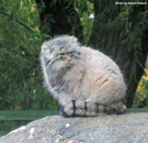 Parken Zoo Eskilstuna Pallas Cat / Manul 07