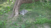 Parken Zoo Eskilstuna Pallas Cat / Manul 08