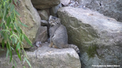 Parken Zoo Eskilstuna Pallas Cat / Manul 09