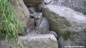 Parken Zoo Eskilstuna Pallas Cat / Manul 10