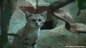 Parken Zoo Eskilstuna Sand Cat 01