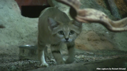 Parken Zoo Eskilstuna Sand Cat 02