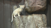 Parken Zoo Eskilstuna Sand 03