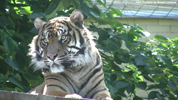 Parken Zoo Eskilstuna Tiger 01