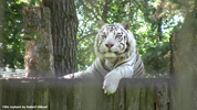 Parken Zoo Eskilstuna Tiger 02