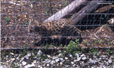 Tenikwa blackfooted cat