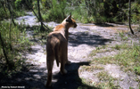 Tenikwa caracal 01