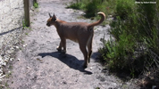 Tenikwa caracal 03