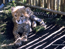 Tenikwa cheetah cub 02
