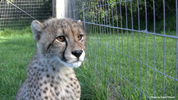 Tenikwa cheetah subadult 03