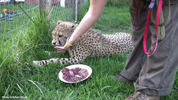 Tenikwa cheetah subadult 05
