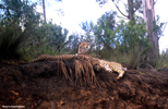 Tenikwa cheetahs Chester and Zimbali