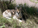 Tenikwa serval 01
