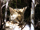 Tenikwa serval 02
