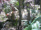 Tenikwa blackfooted cat